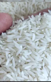 (برنج سرای سید)کشت امساله هاشمی معطر آستانه اشرفیه