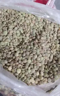 عدس و نخود تازه بجنورد