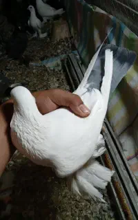 کبوتر