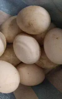 تخم نطفه دار اردک خارجی (اسرائیلی)