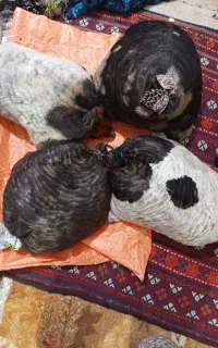 خیگ آماده روغن