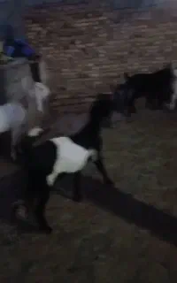 بز پاکستانی نسل درجه یک