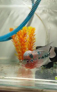 ماهی فلاور رد دراگون