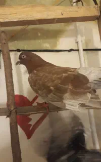 قرمز جهنمی ماده