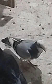 کبوتر گمشده