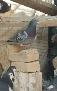 یک جفت پلاکی مسافتی