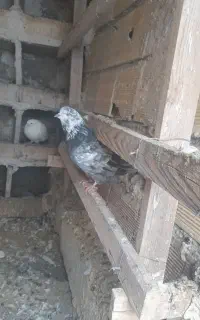 طوقی تیپلی و اچان