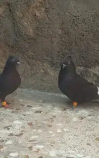 جفت اشعل سیاه