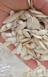 تخمه کدو محلی