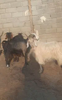 ۵بزداشتی جوان با بزغاله