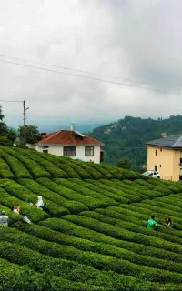 تور چای چینی ترکیه