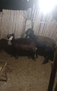 گوسفند