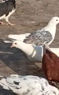 کبوتر