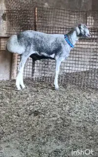 ۱۰ راس میش بره قوچی چینی قندوزی اصیل افغان وارداتی