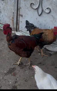 جوجه خروس محلی