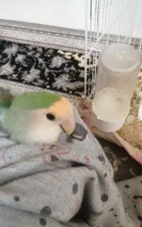 کوتوله صورت پاستیلی وعروس هلندی