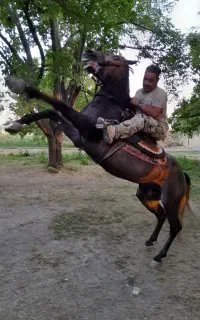 باشگاه اسب سواری اسب سیاه
