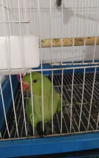 جوجه ملنگو ۴ماهه