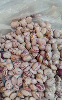 لوبیا چیتی