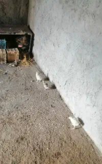 جوجه بوقلمون