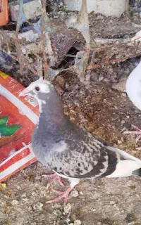 یک جفت جوجه پلاکی