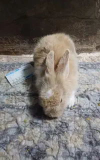 خرگوش لپ