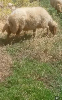 ورن و میش