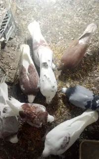 کبوتر طوقی