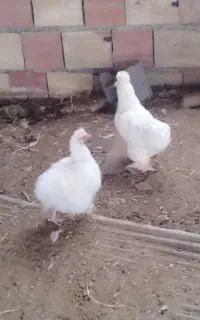 مرغ پا پر ابریشمی . تخم گذار