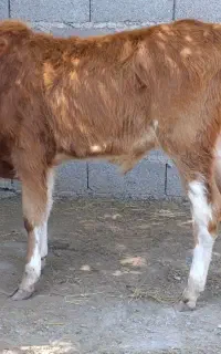 ورزا کوله چالوسی گاو نر کل محلی