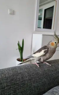 عروس هلندی ماده