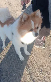 سگ گ