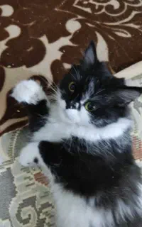 پرشین ماده خوش رنگ