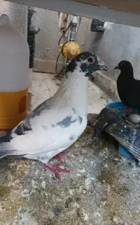 کبوتر رنگی و پلاکی درجه یک