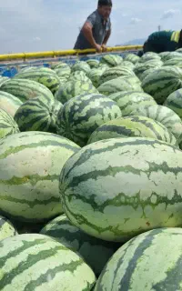 پیکان سواری مدل ۸۳