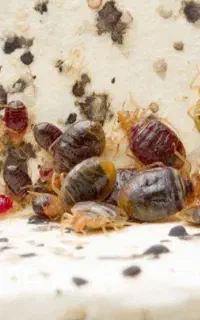 سمپاشی ساس سوسک کک کنه در تمام نقاط تضمینی