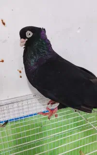 عروسک
