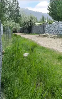 خواهان نگهبانی و سرایداری