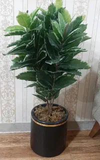 گل درختی زیبا با طبیعی مو نمیزنه