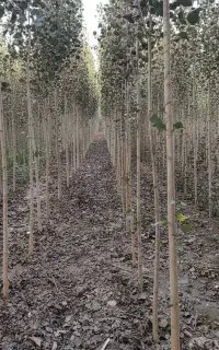 نهال صنوبر مقاوم به خشکی کاشت آسان و مطمئن