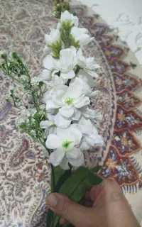 تشریفات