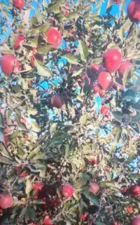 به ده نفر خانم جهت سیب خرد کردن نیاز مندم