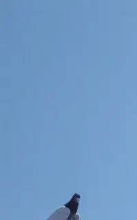 تعدادی کبوتر پرشی قیمت پایین