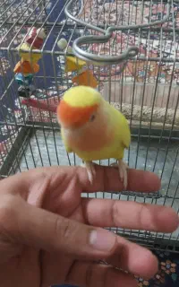 جوجه کوتوله