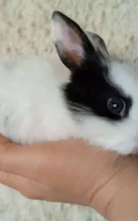 بچه خرگوش