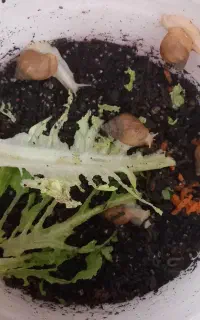 حلزون آچاتینا