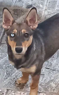 گمشده