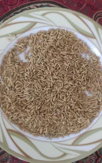 برنج چمپا لوداب