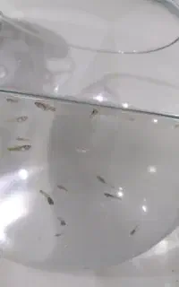 بچه ماهی گوپی۵۰روزه