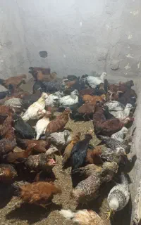 فروش جوجه مرغ وخروس ۴ونیم ماهه